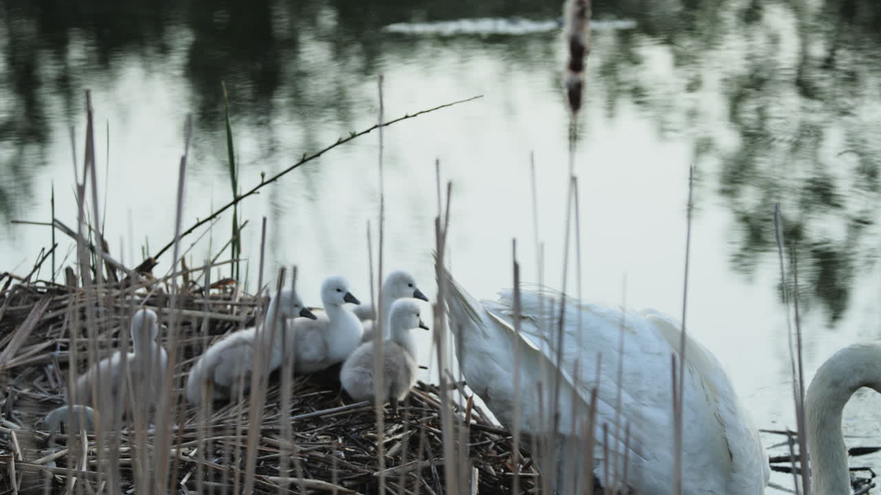 At sunrise, a family of cygnets follows their mother for their first swim in the pond.