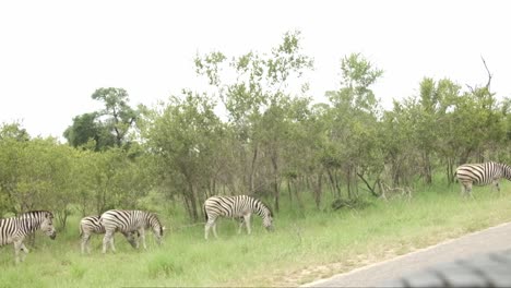 zebra grazing by the side of the road