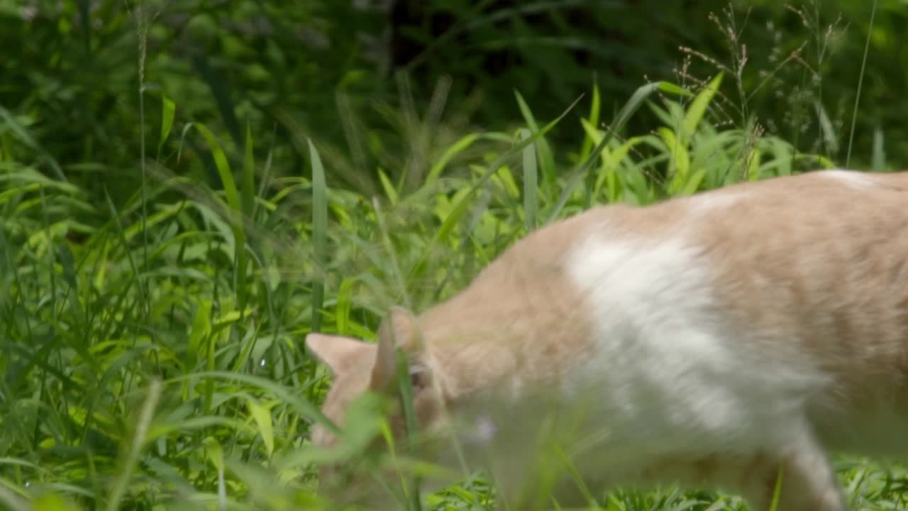 gato caminando lentamente entre la hierba verde naranja