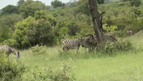 zebra playing by a tree