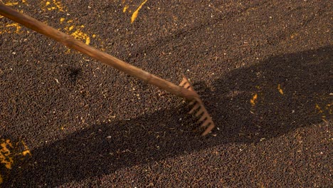 black pepper background, unrecognizable farmer using a rake to spread isolated black peppercorns