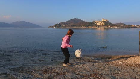 La-Niña-Se-Acerca-Con-Cautela-Al-Cisne-En-El-Lago-Laggiore,-Luego-Toca-Y-Huye