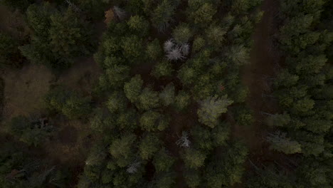 Zenital-view-of-a-forest-in-Guils-Fontanera,-in-La-Cerdanya