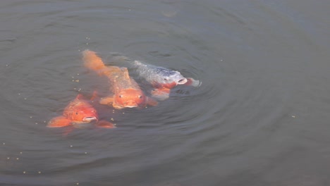 colorful koi fish gracefully moving in water