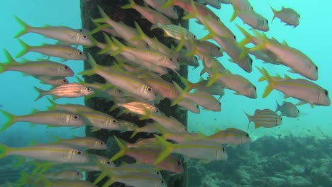 fish school sheltering at a pier