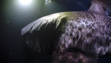 gran tiburón blanco en la noche islas de neptuno sur de australia 4k 75fps