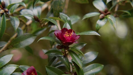 a vibrant camellia in full bloom with soft petals and rich details. captured in 4k slow motion, this shot showcases the elegance of nature and botanical beauty.