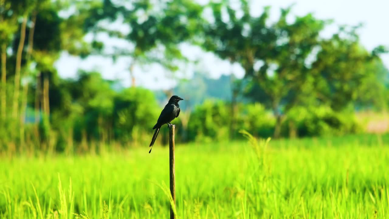fotografía fija de un pájaro drongo posado en un exuberante campo de arroz en bangladesh