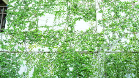 a vine wall, reveals a building as the camera tilts upwards, with a plant of thick vines crawling and sticking making it as decorative and lovely as it looks