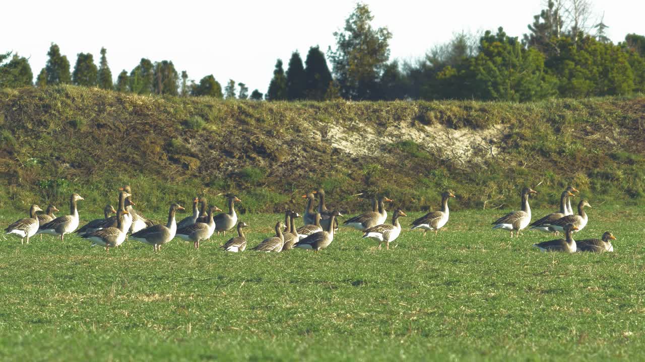hermoso gran rebaño de cría de gansos grises en el verde campo agrícola del norte de europa durante la temporada de migración, soleado día de primavera, tiro medio distante
