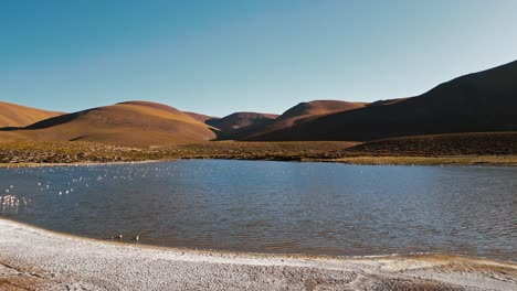 Drone-footage-reveals-tranquil-flamingos-basking-in-the-calm-waters-of-a-lagoon-at-sunrise,-amidst-the-Atacama-Desert's-vastness