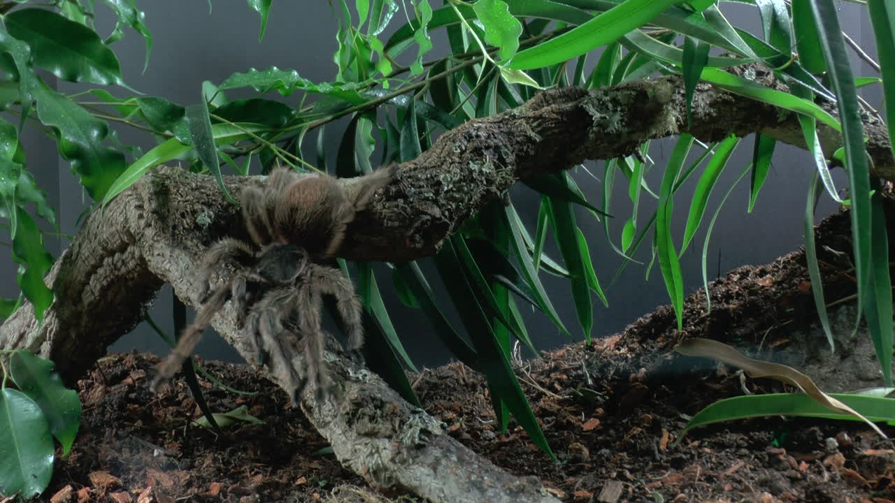 vista frontal de cerca de tarántula andante