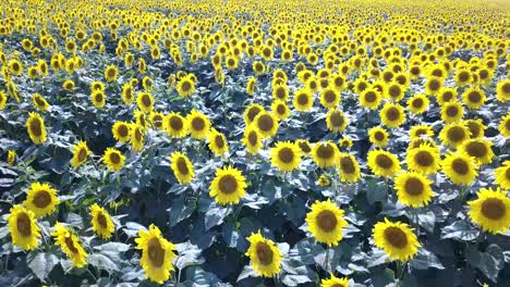 Capture the Vibrant Beauty of Wild Sunflowers Dancing in a Field Showcasing the Allure of Natures Capture the Vibrant Beauty of Wild Sunflowers Dancing in a Field Showcasing the Allure of Natures Golden Bloom