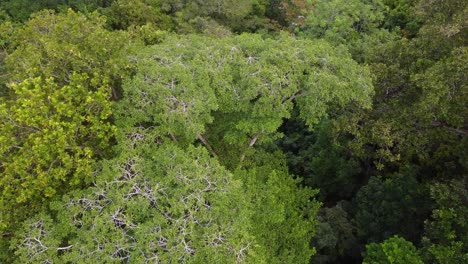 Drone-Aéreo-Sobre-Un-Dosel-De-árboles-En-El-Bosque-Colombiano-De-Santa-Marta