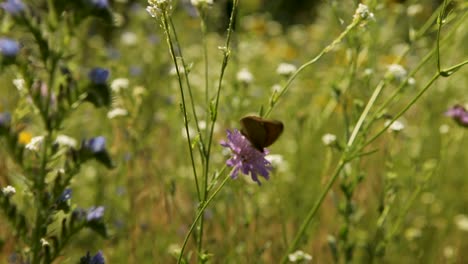 Mariposa-Descansa-Sobre-Una-Flor-Silvestre-En-Un-Prado-Iluminado-Por-El-Sol