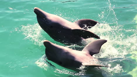 Delfines-32-2