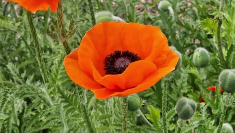 flanders poppy  red flower in slight breeze