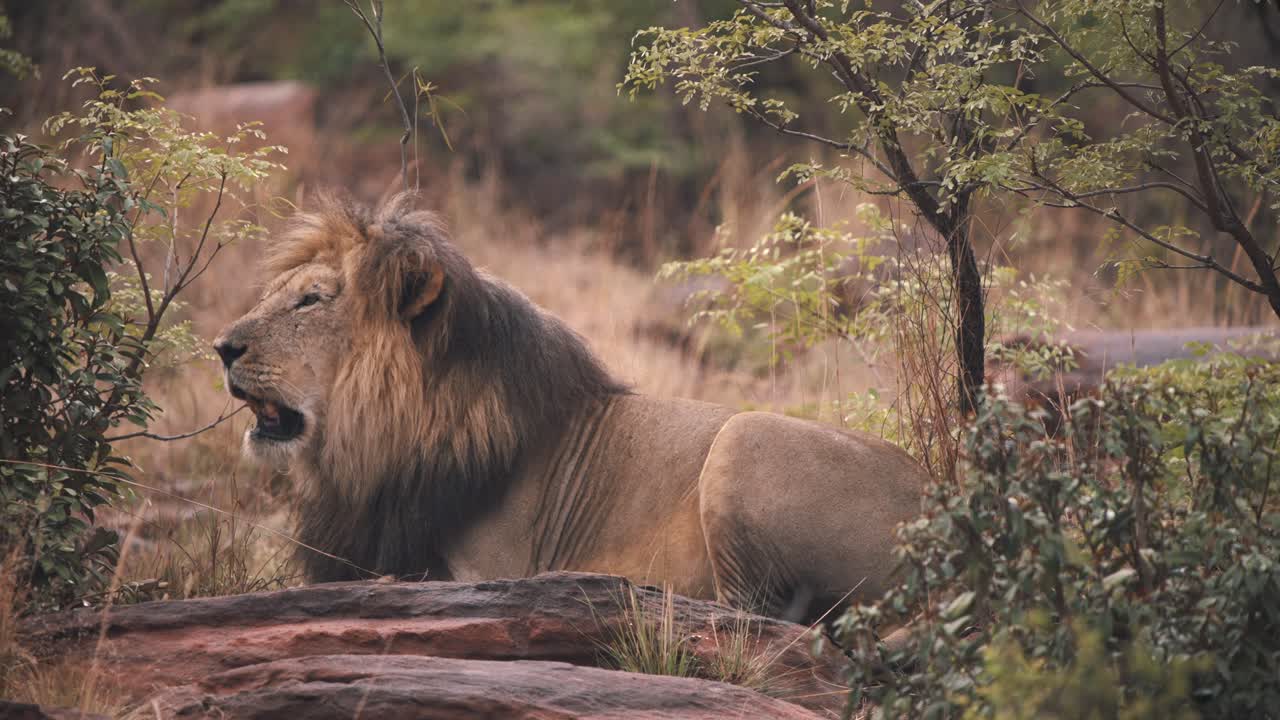 Lev s tmavou hřívou hlasitě řvoucí na skalách v africké savaně