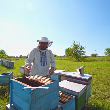 beekeeping process outdoors. male apiarist working in the garden with beehives in bright summer day. beekeeper inspects bees.