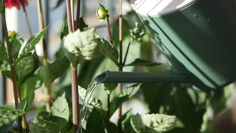 watering plants with a green watering can