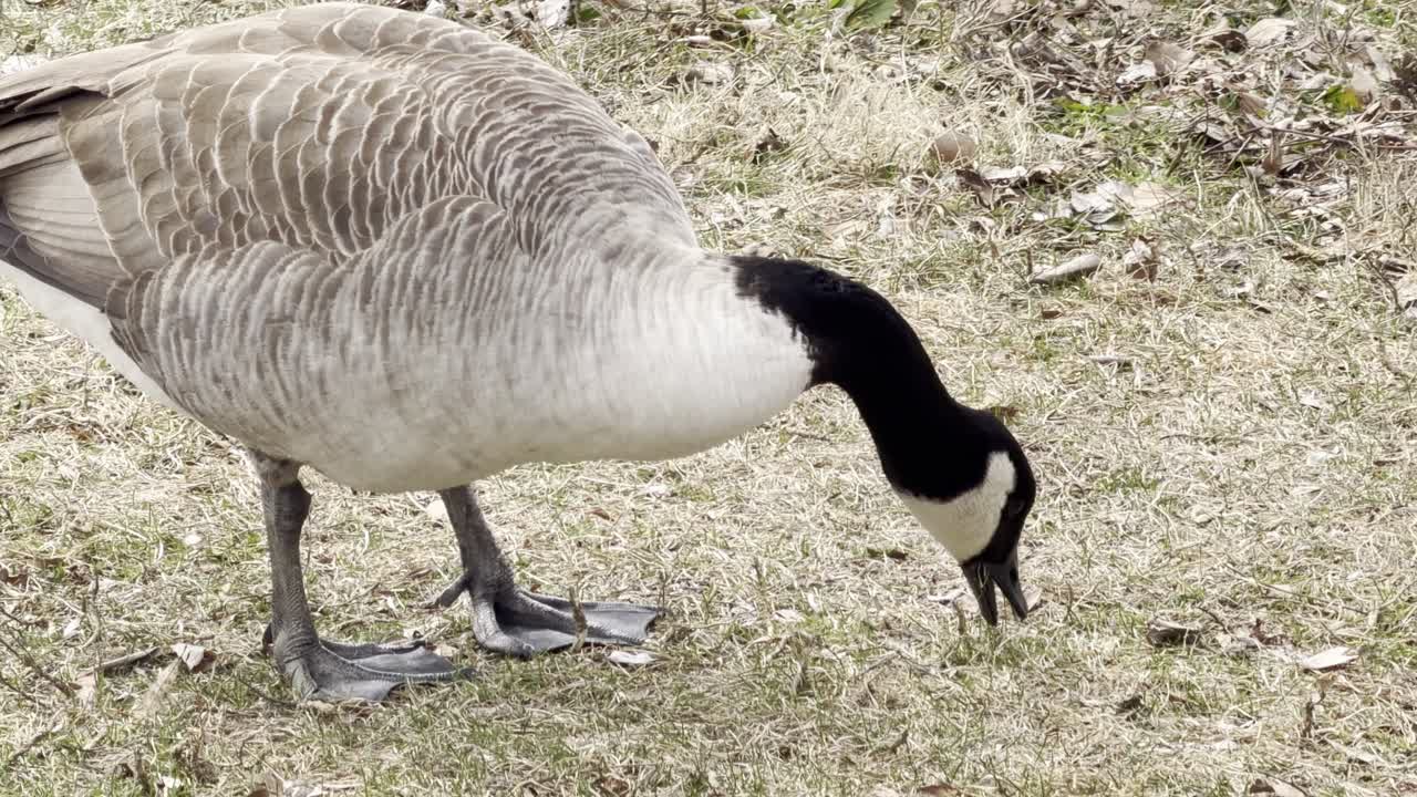 Una scena pacifica di diverse oche canadesi che pascolano sull'erba e nuotano in uno stagno calmo in un parco pubblico locale durante una giornata di sole.