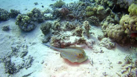 blue spotted ray in reef near marsa alam red sea