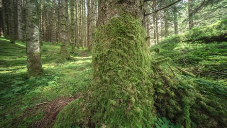 forest floor and tree trunks covered with lush green moss