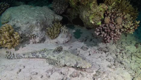 Crocodilefish-on-a-Red-Sea-reef