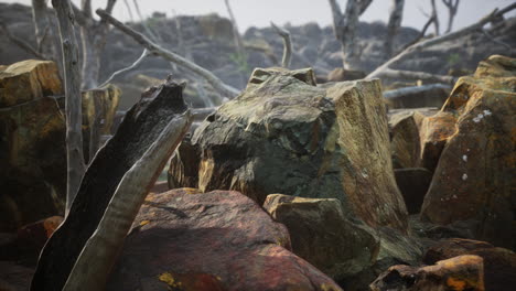 Campo-De-Piedra-De-Lava-Con-árboles-Y-Plantas-Muertas