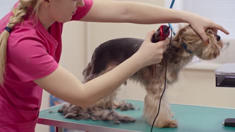 mujer que recorta el yorkshire terrier