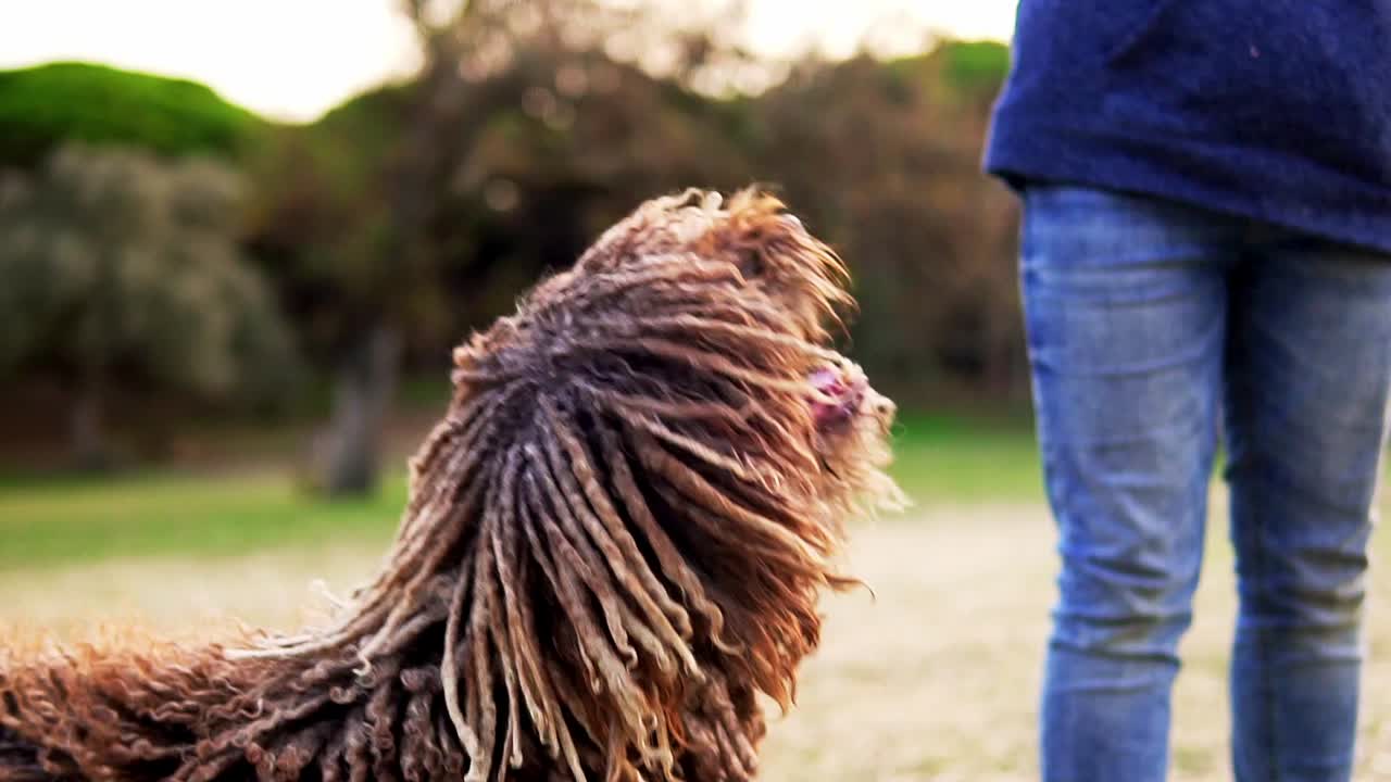공을 잡으려고 점프하는 털이 많은 개의 슬로우 모션 샷