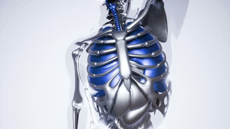 human lungs model with all organs and bones