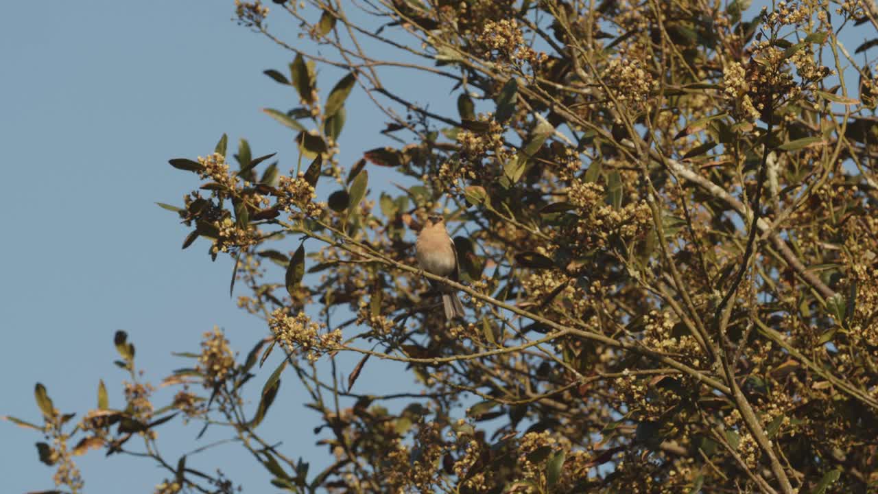 un uccello quasi mimetizzato su un albero