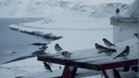 empavesados de nieve bandada reunida en una mesa nevada, comiendo semillas