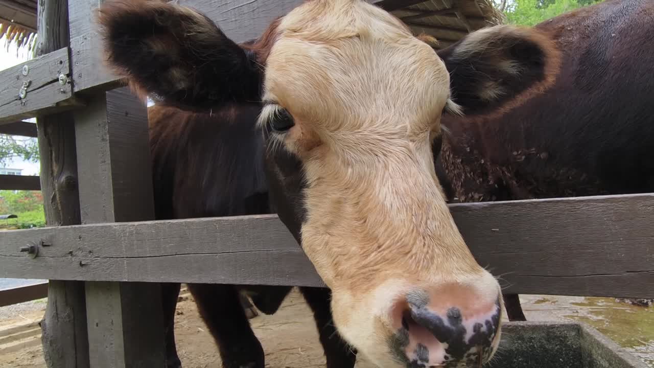 나무로 만든 창고 에 있는 소 의 클로즈업