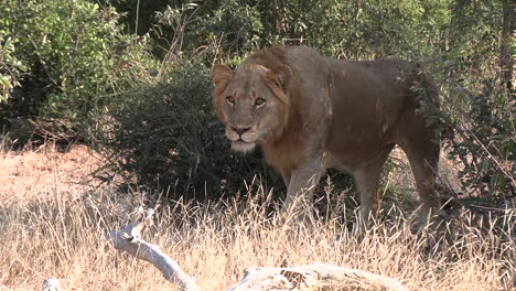 a young male lion stalking his prey