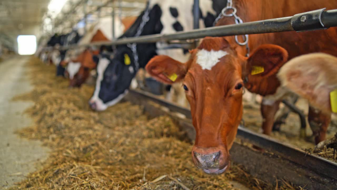 Cows feeding in a cowshed. Close-up of cows heads eating hay inside the agricultural farm. Long row of livestock on a dairy farm.
