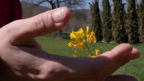 slow motion close up of girl's hand touching and holding a yellow flower in a meodow.