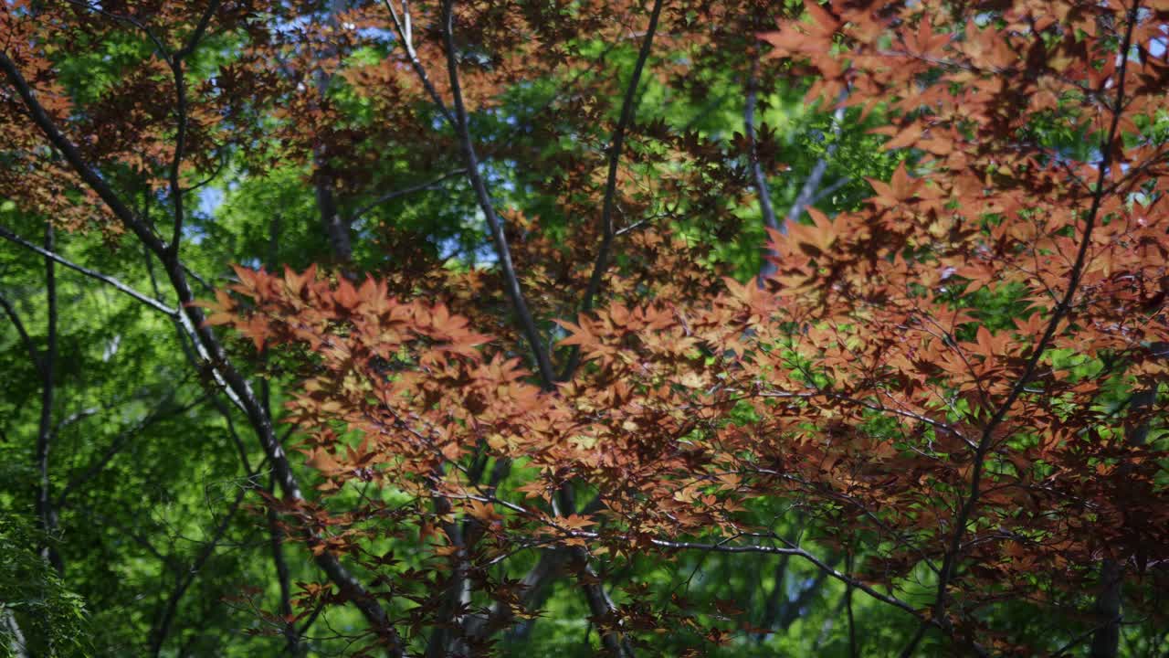 Japanese Maple Trees Provide A Dramatic Backdrop To Any Destinations And Seasons In Kyoto Japan- Close Up Shot
