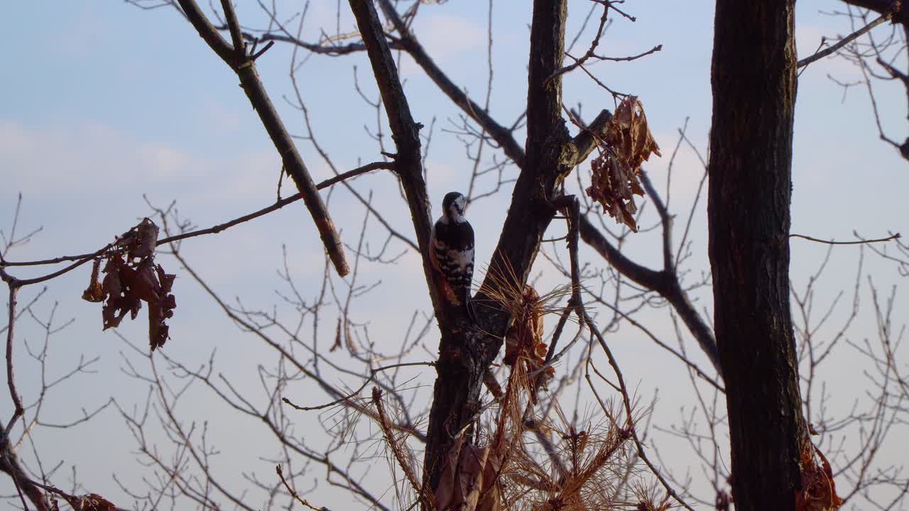 일몰에 서울 산에서 일몰에 나무에 흰 뒷받침 딱따구리