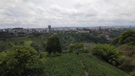 Green-plantations-on-hills-near-city