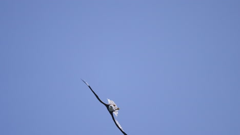 Un-águila-Volando-En-Columbia-Británica-Canadá-Sobre-El-Océano-En-Busca-De-Peces