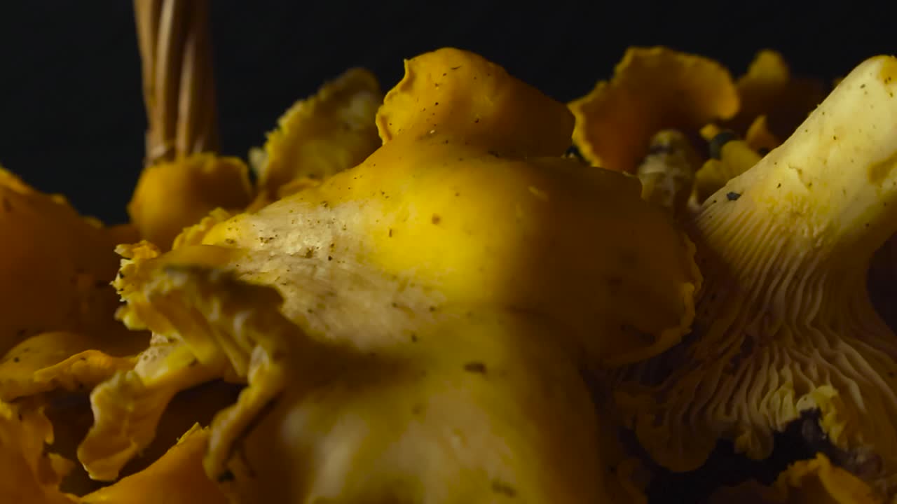Close up gliding over cluster of freshly picked golden chanterelle mushrooms in a studio setting against deep black backdrop. Revealing vibrant yellow edible fungi organic structure with spore prints