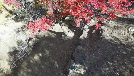 Aerial-profile-view-of-red-cherry-blossom-tree-in-Skardu-City,-Pakistan