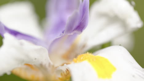 close up of beautiful white and purple flower with dew drops on petals in sunny garden