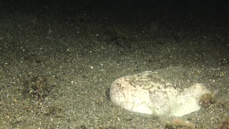 white-margin-stargazer-motionless-on-sandy-bottom-during-night,-suddenly-hiding-in-sand-and-getting-invisible