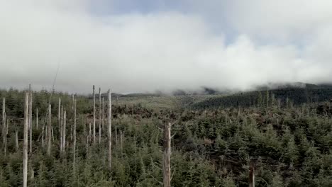 rising up through a stand of naked dead trees revealing an area of clear cut deforestation, aerial