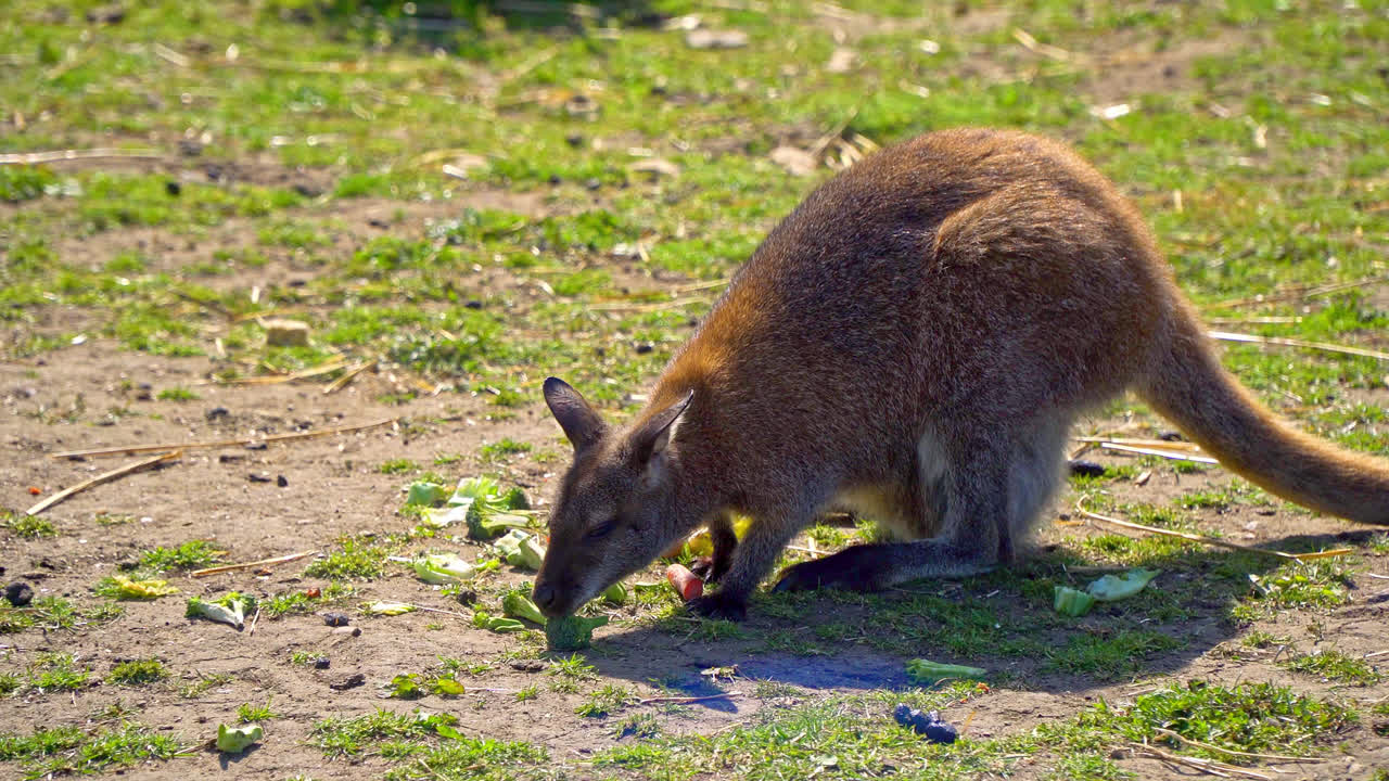 wallaby alimentándose de verduras en un parque de vida silvestre en lincolnshire en el reino unido