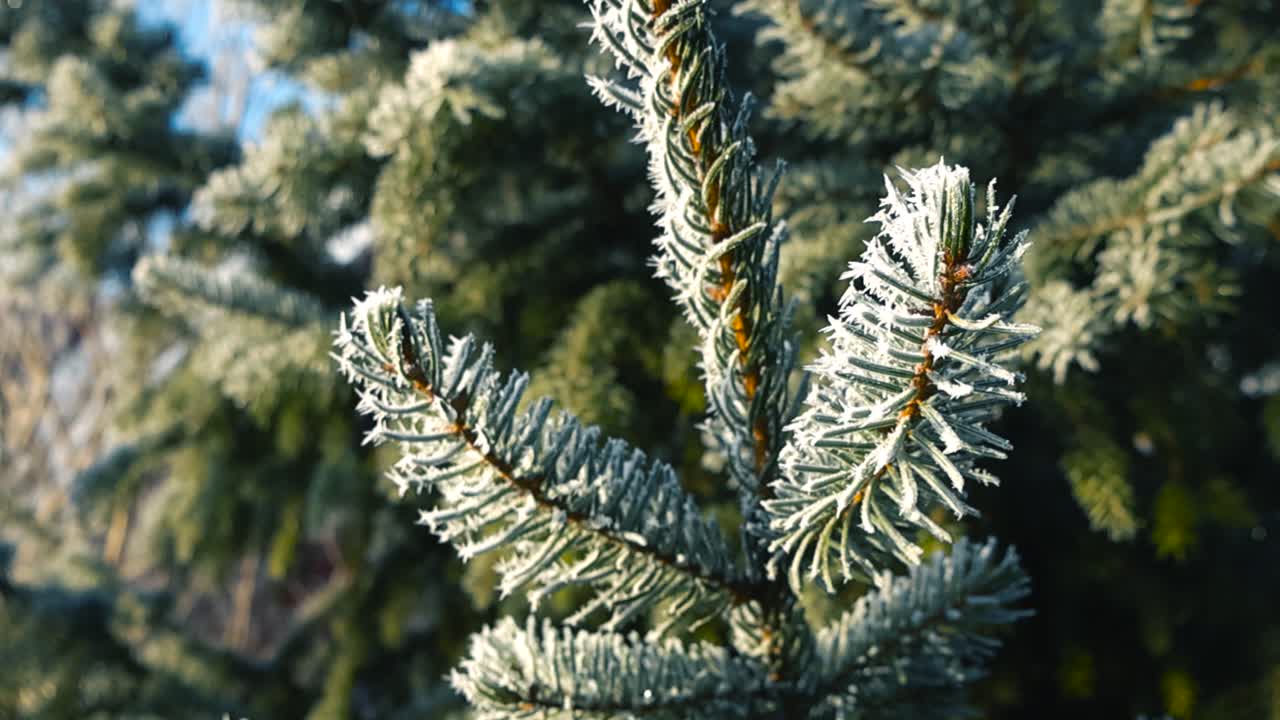 Close up view orbiting around a frost and hoar covered spruce or pine tree branch during a sunny winter day with bokeh blurry background and shallow depth of field. White spruce needles are beautiful