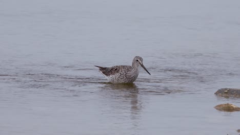 Bird-playing-in-the-bay-while-fish-jump-around-him